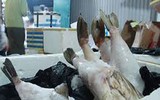 [Ảnh] Chưa đến Tết, thực phẩm bẩn lại tìm đường len lỏi vào thành phố, các khu dân cư