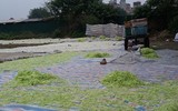 [Ảnh] Chưa đến Tết, thực phẩm bẩn lại tìm đường len lỏi vào thành phố, các khu dân cư