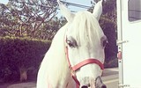 [ẢNH] Bóc giá quà Giáng sinh của Sao Hollywood để đo 