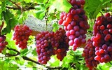 [ẢNH] Mẹo để thực phẩm Tết mua về không phí tiền vì hỏng (1): Rau - củ - quả