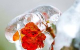 [Ảnh] Băng tuyết phủ trắng xóa ở nơi rét nhất Việt Nam