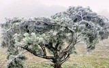 [Ảnh] Băng tuyết phủ trắng xóa ở nơi rét nhất Việt Nam