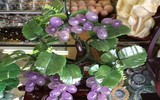 Bonsai trăm triệu vẫn hút đại gia dịp Tết