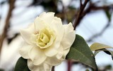 Bonsai trăm triệu vẫn hút đại gia dịp Tết