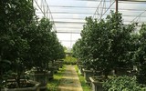 Bonsai trăm triệu vẫn hút đại gia dịp Tết