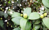 Bonsai trăm triệu vẫn hút đại gia dịp Tết