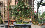 Bonsai trăm triệu vẫn hút đại gia dịp Tết