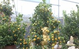 Bonsai trăm triệu vẫn hút đại gia dịp Tết