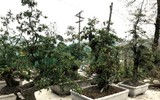 Bonsai trăm triệu vẫn hút đại gia dịp Tết