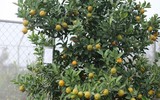 Bonsai trăm triệu vẫn hút đại gia dịp Tết