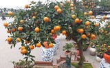 Bonsai trăm triệu vẫn hút đại gia dịp Tết