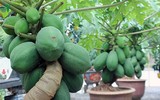 Bonsai trăm triệu vẫn hút đại gia dịp Tết