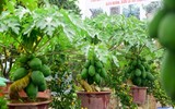 Bonsai trăm triệu vẫn hút đại gia dịp Tết
