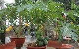 Bonsai trăm triệu vẫn hút đại gia dịp Tết