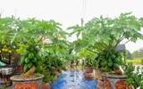 Bonsai trăm triệu vẫn hút đại gia dịp Tết