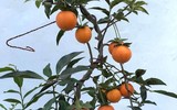 Bonsai trăm triệu vẫn hút đại gia dịp Tết