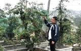 Bonsai trăm triệu vẫn hút đại gia dịp Tết