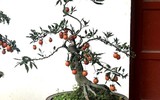 Bonsai trăm triệu vẫn hút đại gia dịp Tết
