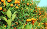 [ẢNH] Điều nên làm trong ngày đầu năm để đón may mắn về với gia đình
