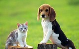 [ẢNH] Điều nên làm trong ngày đầu năm để đón may mắn về với gia đình