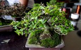 [ẢNH] Bài trí nhà ngày Tết 