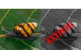 [ẢNH] Chấn động khi mẹ thiên nhiên tham gia trào lưu 