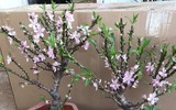 [ẢNH] Bỏ nhầm tiền triệu mua đào mini Trung Quốc 