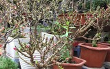 [ẢNH] Bỏ nhầm tiền triệu mua đào mini Trung Quốc 