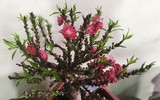 [ẢNH] Bỏ nhầm tiền triệu mua đào mini Trung Quốc 