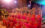 [ẢNH] Bỏ nhầm tiền triệu mua đào mini Trung Quốc 