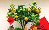 [ẢNH] Mách bạn 10 loại cây Tết may mắn, đón tài lộc trong năm mới