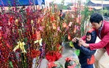 [ẢNH] Mách bạn 10 loại cây Tết may mắn, đón tài lộc trong năm mới