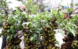 [ẢNH] Mách bạn 10 loại cây Tết may mắn, đón tài lộc trong năm mới