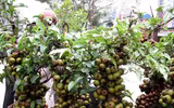 [ẢNH] Mách bạn 10 loại cây Tết may mắn, đón tài lộc trong năm mới