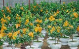 [ẢNH] Mách bạn 10 loại cây Tết may mắn, đón tài lộc trong năm mới