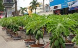[ẢNH] Mách bạn 10 loại cây Tết may mắn, đón tài lộc trong năm mới