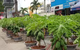 [ẢNH] Mách bạn 10 loại cây Tết may mắn, đón tài lộc trong năm mới