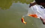 [ẢNH] Những lưu ý khi cúng ông Công, ông Táo đúng cách
