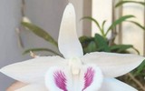 [ẢNH] Chiêm ngưỡng những giống lan Tết đang 