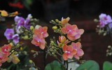[ẢNH] Chiêm ngưỡng những giống lan Tết đang 