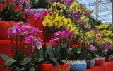 [ẢNH] Chiêm ngưỡng những giống lan Tết đang 