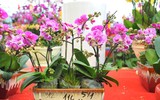 [ẢNH] Chiêm ngưỡng những giống lan Tết đang 