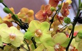 [ẢNH] Chiêm ngưỡng những giống lan Tết đang 