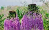 [ẢNH] Chiêm ngưỡng những giống lan Tết đang 