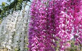 [ẢNH] Chiêm ngưỡng những giống lan Tết đang 