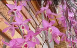 [ẢNH] Chiêm ngưỡng những giống lan Tết đang 