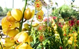 [ẢNH] Chiêm ngưỡng những giống lan Tết đang 