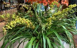 [ẢNH] Chiêm ngưỡng những giống lan Tết đang 