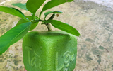 [ẢNH] Lạ mắt trái cây Tết mang ngoại hình 