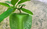 [ẢNH] Lạ mắt trái cây Tết mang ngoại hình 